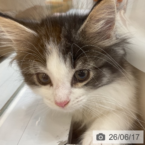 ノルウェージャンフォレストキャットの写真