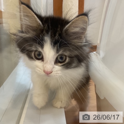 ノルウェージャンフォレストキャットの写真