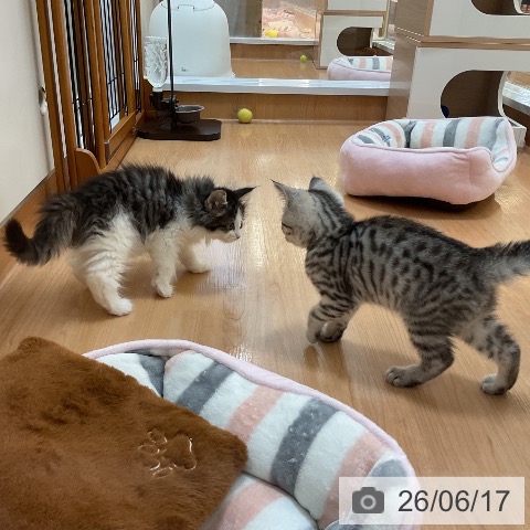 ノルウェージャンフォレストキャットの写真