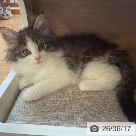 ノルウェージャンフォレストキャットの写真