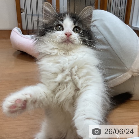 埼玉県のノルウェージャンフォレストキャット (ペッツワン 浦和美園店/2026年4月15日生まれ/女の子/ブラウンマッカレルタビーホワイト)の子猫の3枚目の画像