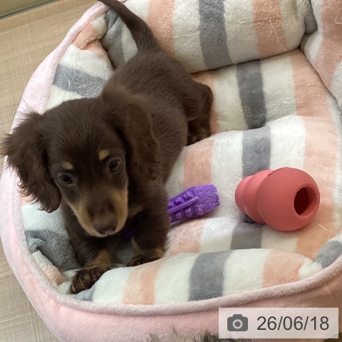 ミニチュア・ダックスフンドの写真