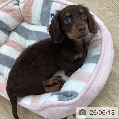 ミニチュア・ダックスフンドの写真