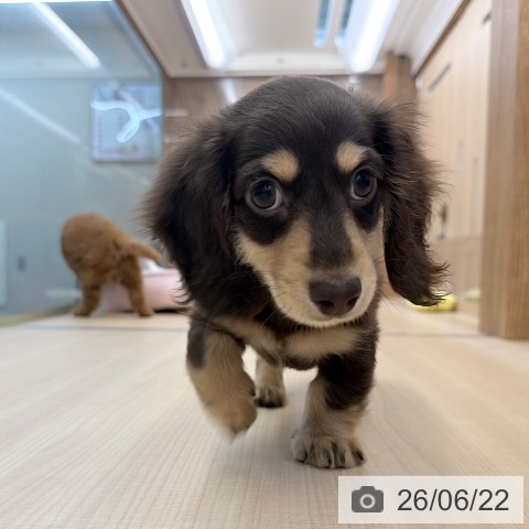 ミニチュア・ダックスフンドの写真
