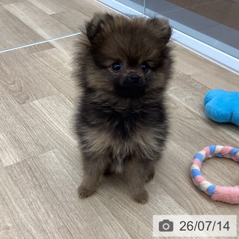 ポメラニアンの写真
