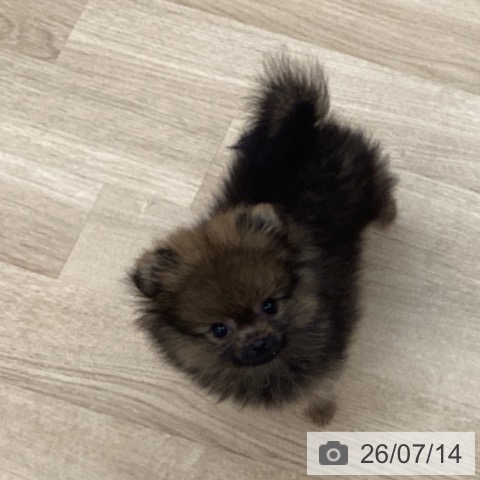 ポメラニアンの写真