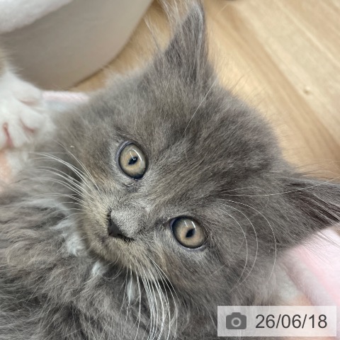 ラガマフィンの写真