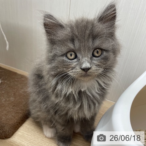 ラガマフィンの写真