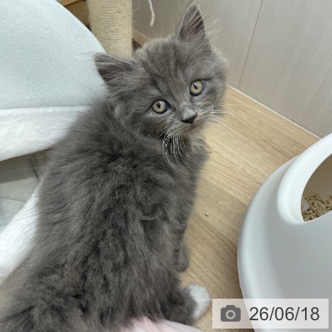 ラガマフィンの写真
