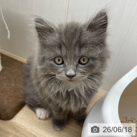 ラガマフィンの写真