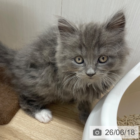 ラガマフィンの写真