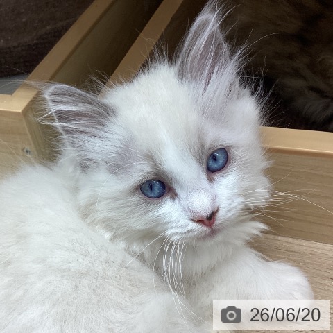 宮城県のラグドール (ペットプラス 名取店/2026年4月17日生まれ/女の子/ブルーポイントバイカラー)の子猫の3枚目の画像
