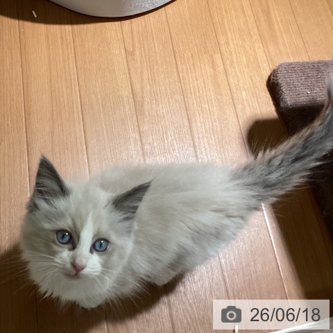 ラグドールの写真