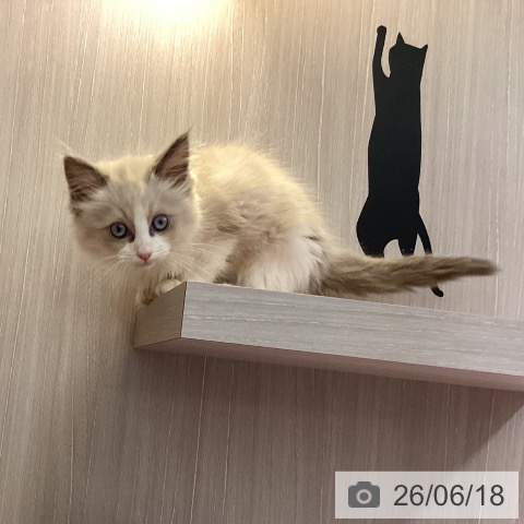 ラグドールの写真