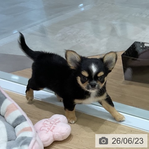 岩手県のチワワ(ロング) (ペットプラス 盛岡南店/2026年4月18日生まれ/男の子/ブラックタンホワイト)の子犬の3枚目の画像