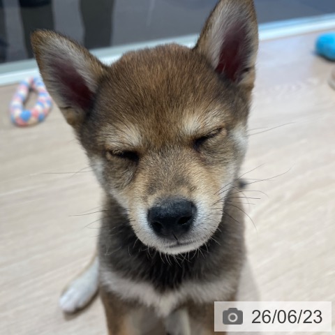千葉県の柴犬(標準サイズ) (ペットプラス ユーカリが丘店/2026年4月18日生まれ/女の子/胡麻)の子犬の4枚目の画像