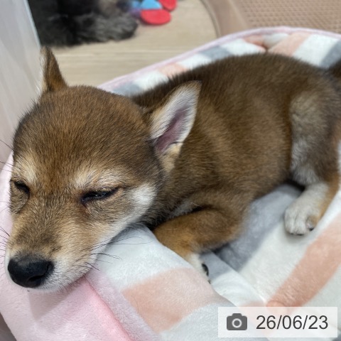 千葉県の柴犬(標準サイズ) (ペットプラス ユーカリが丘店/2026年4月18日生まれ/女の子/胡麻)の子犬の3枚目の画像
