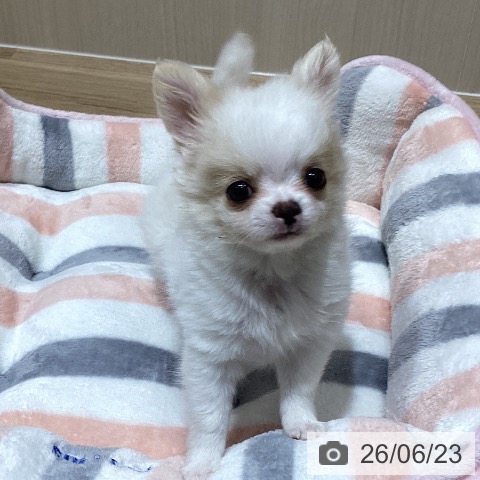 埼玉県のチワワ(ロング) (ペットプラス ららぽーと富士見店/2026年4月17日生まれ/男の子/ホワイトクリーム)の子犬の4枚目の画像