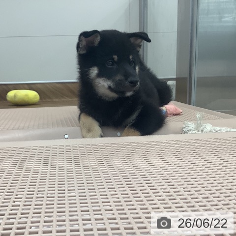 茨城県の柴犬(標準サイズ) (ペッツワン 阿見店/2026年4月17日生まれ/男の子/黒)の子犬の4枚目の画像