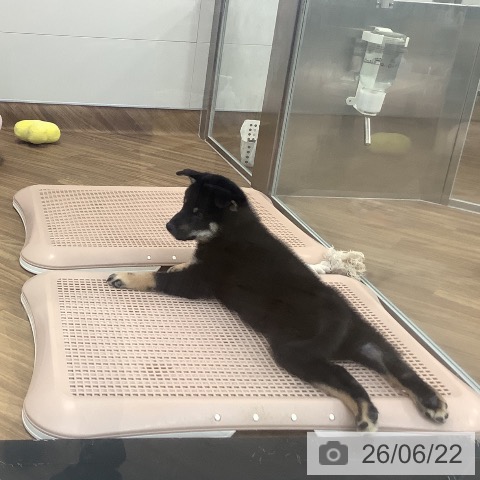 茨城県の柴犬(標準サイズ) (ペッツワン 阿見店/2026年4月17日生まれ/男の子/黒)の子犬の3枚目の画像