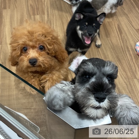 茨城県の柴犬(標準サイズ) (ペッツワン 阿見店/2026年4月17日生まれ/男の子/黒)の子犬の3枚目の画像