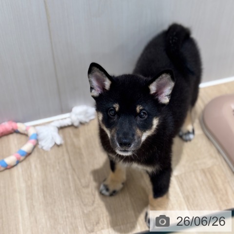 千葉県の柴犬(標準サイズ) (ペットプラス 木更津店/2026年4月17日生まれ/男の子/黒)の子犬の3枚目の画像