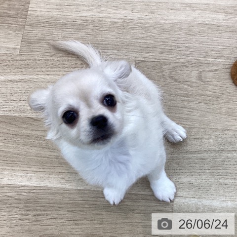 チワワの写真
