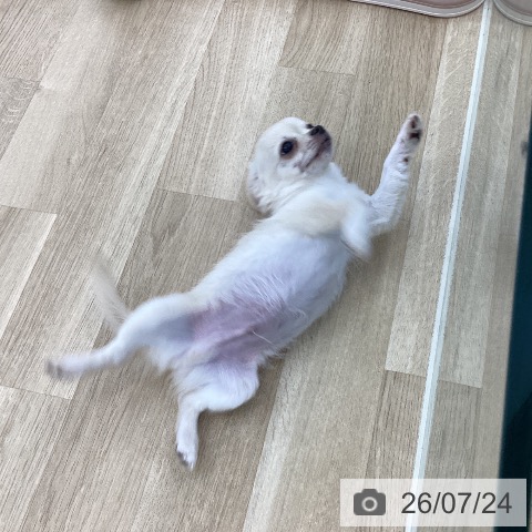チワワの写真