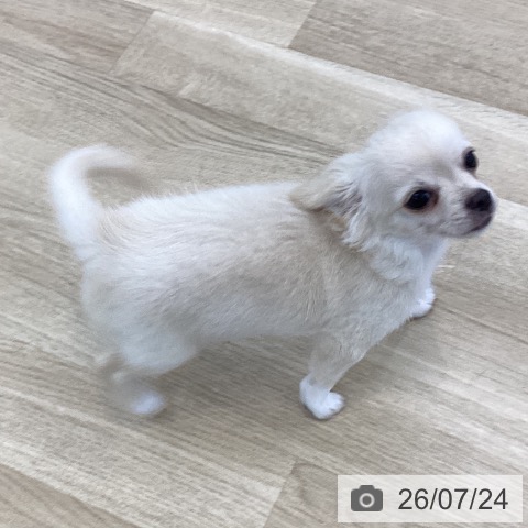 チワワの写真