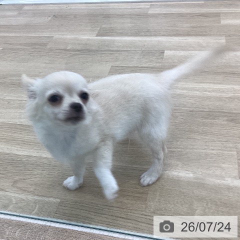 チワワの写真