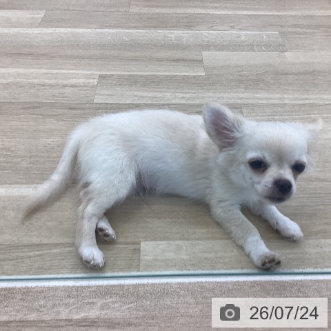 山梨県のチワワ(ロング) (ペットプラス 甲府国母店/2026年4月19日生まれ/男の子/クリームホワイト)の子犬の3枚目の画像