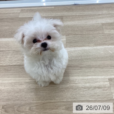 山梨県のマルチーズ (ペットプラス 甲府国母店/2026年4月19日生まれ/男の子/ホワイト)の子犬の3枚目の画像