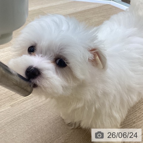 福島県のマルチーズ (ペットプラス 福島店/2026年4月19日生まれ/女の子/ホワイト)の子犬の4枚目の画像