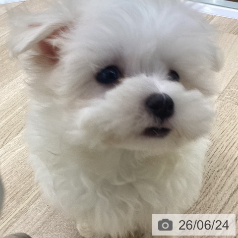 福島県のマルチーズ (ペットプラス 福島店/2026年4月19日生まれ/女の子/ホワイト)の子犬の3枚目の画像