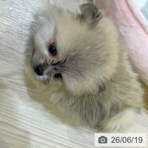 ポメラニアンの写真