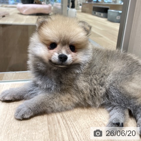 ポメラニアンの写真