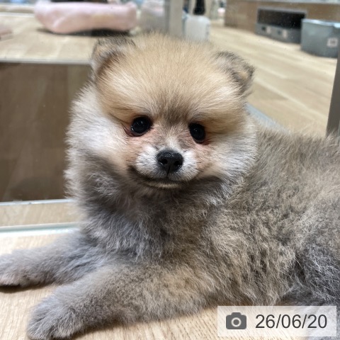 ポメラニアンの写真