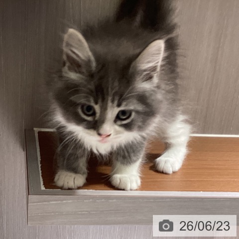 ノルウェージャンフォレストキャットの写真