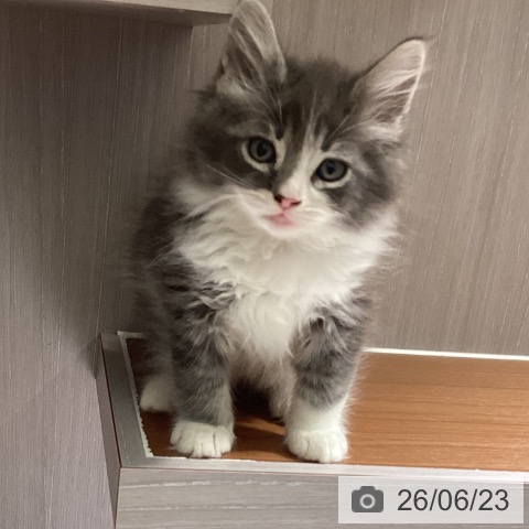 ノルウェージャンフォレストキャットの写真
