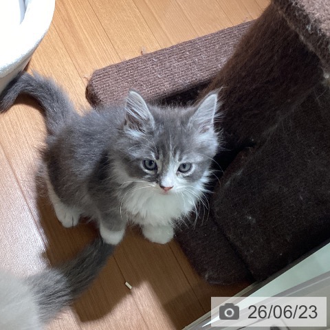 ノルウェージャンフォレストキャットの写真