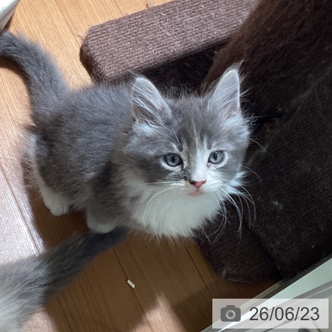 ノルウェージャンフォレストキャットの写真