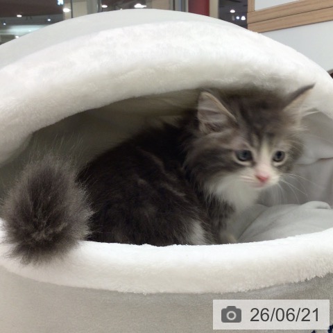ノルウェージャンフォレストキャットの写真