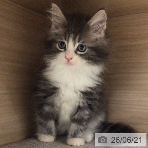 ノルウェージャンフォレストキャットの写真