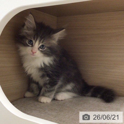 ノルウェージャンフォレストキャットの写真