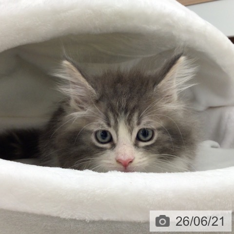 ノルウェージャンフォレストキャットの写真
