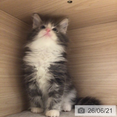 埼玉県のノルウェージャンフォレストキャット (ペットプラス 浦和美園店/2026年4月18日生まれ/男の子/ブルーマッカレルタビーホワイト)の子猫の3枚目の画像