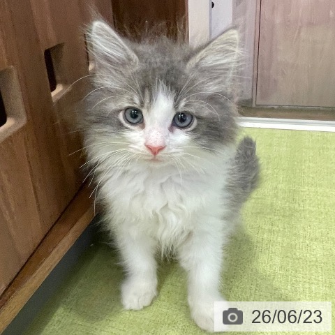 千葉県のノルウェージャンフォレストキャット (ペットプラス 幕張新都心店/2026年4月18日生まれ/男の子/ブルーマッカレルタビーホワイト)の子猫の3枚目の画像