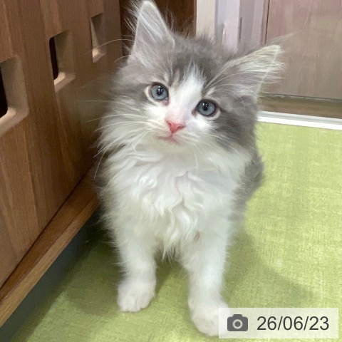 千葉県のノルウェージャンフォレストキャット (ペットプラス 幕張新都心店/2026年4月18日生まれ/男の子/ブルーマッカレルタビーホワイト)の子猫の3枚目の画像