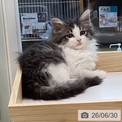 宮城県のノルウェージャンフォレストキャット (ペットプラス 仙台泉大沢店/2026年4月18日生まれ/女の子/ブルーマッカレルタビーホワイト)の子猫の4枚目の画像