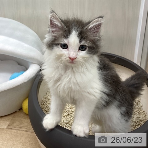 埼玉県のノルウェージャンフォレストキャット (ペットプラス ららぽーと富士見店/2026年4月18日生まれ/女の子/ブルーマッカレルタビーホワイト)の子猫の3枚目の画像